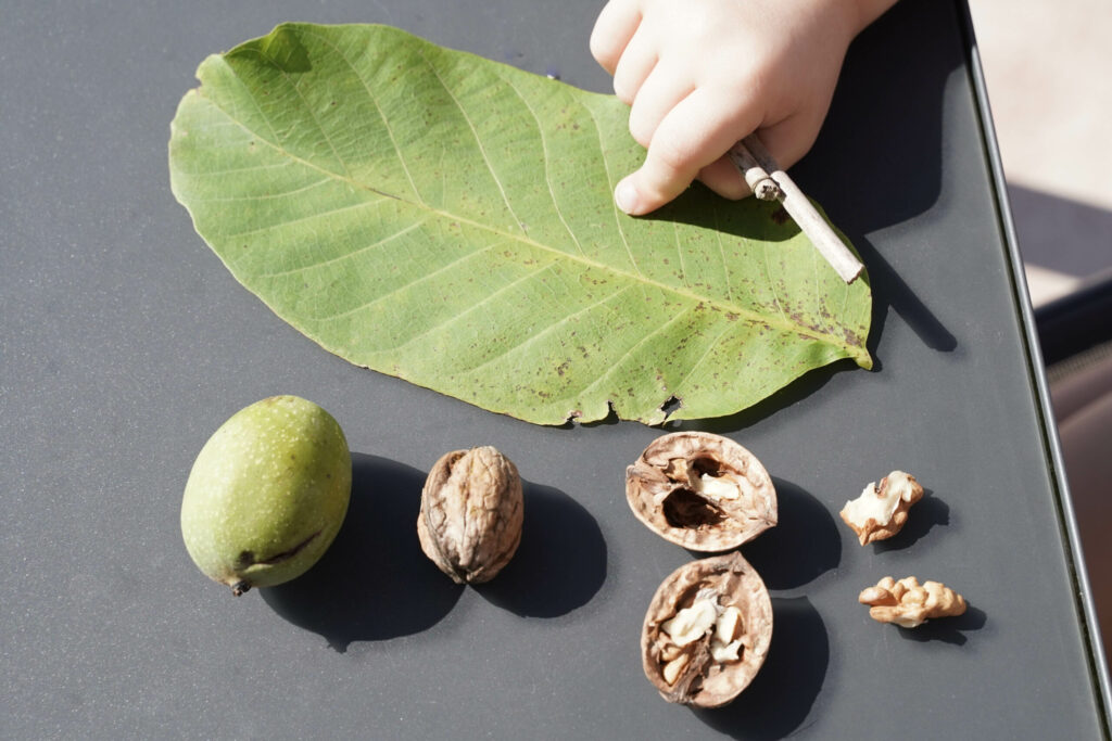 activité enfant les noix